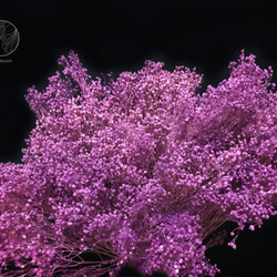 紫紅不凋木滿天星 西班牙進口花材 乾燥花材 居家佈置 網拍背景 花藝設計 金鱼草製花工作室 第1張的照片