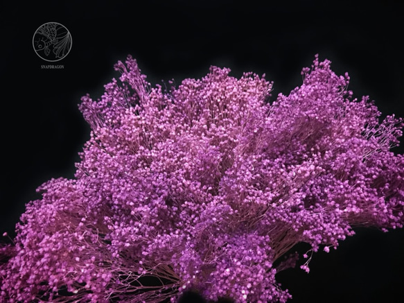 紫紅不凋木滿天星 西班牙進口花材 乾燥花材 居家佈置 網拍背景 花藝設計 金鱼草製花工作室 第1張的照片