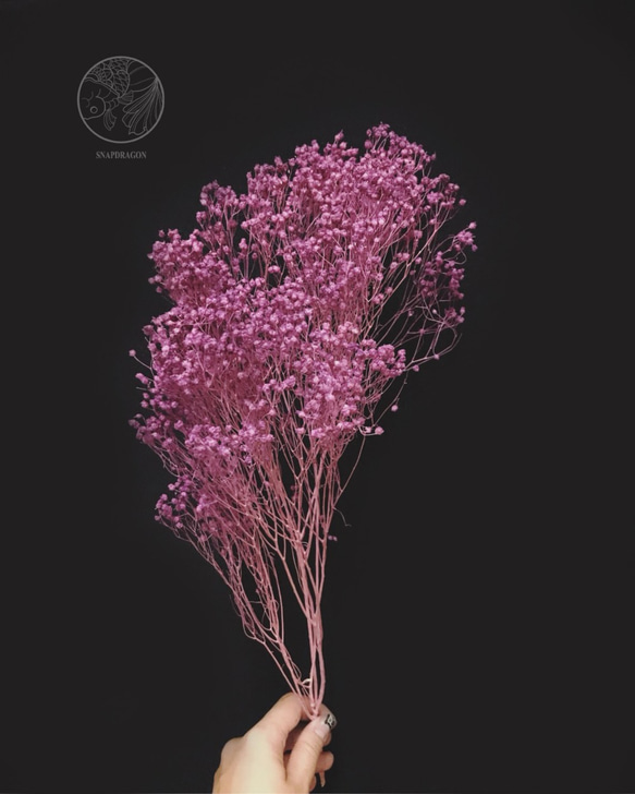 紫紅不凋木滿天星 西班牙進口花材 乾燥花材 居家佈置 網拍背景 花藝設計 金鱼草製花工作室 第2張的照片