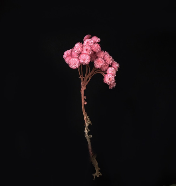 玫粉義大利進口蠟菊 蠟菊 不凋花材 乾燥花材 網拍擺飾 花藝設計 乾燥蠟菊 卡片設計素材 金魚草製花工作室 第3張的照片