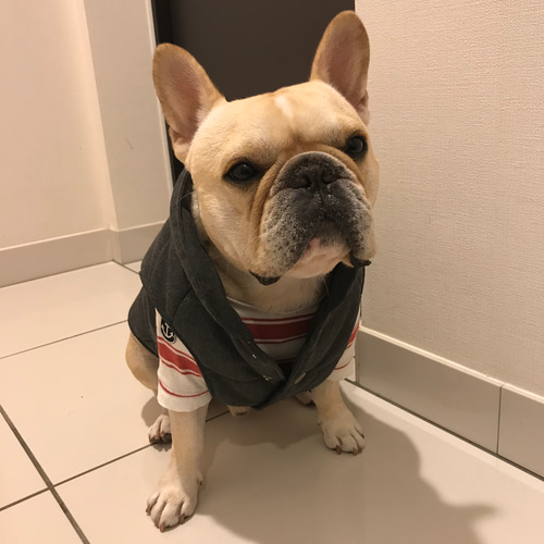 フレンチブルドッグ用〜ダウン風ベスト(グレー)〜 ペット服