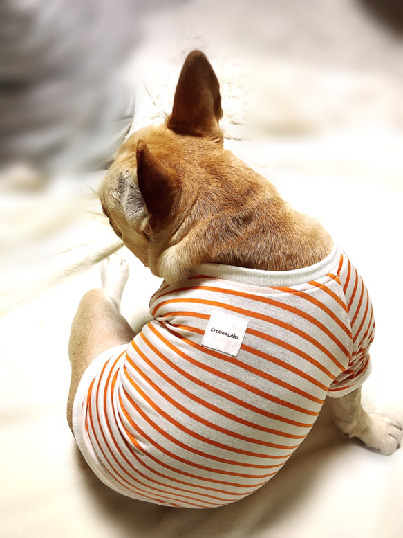 フレンチブルドッグ用〜薄手ボーダーTシャツ(オレンジ)〜 3枚目の画像