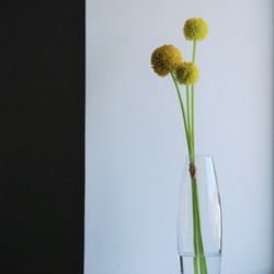 咲き続けるクラスペディア(ビリーボタン)　マジカルウォーター　癒しのフラワーインテリア　アーティフィシャルフラワー 3枚目の画像