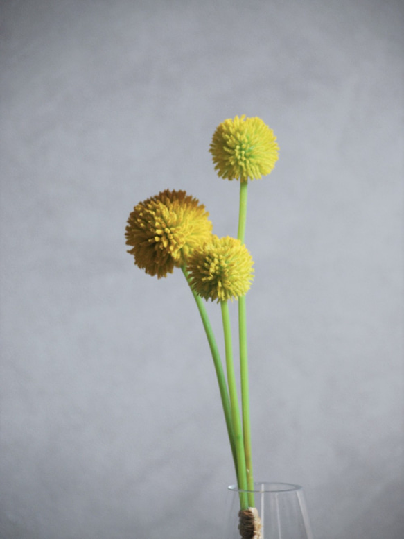 咲き続けるクラスペディア(ビリーボタン)　マジカルウォーター　癒しのフラワーインテリア　アーティフィシャルフラワー 4枚目の画像