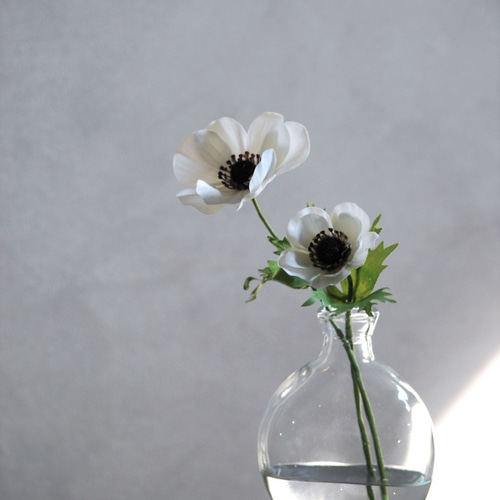 咲き続けるアネモネ(ホワイト) マジカルウォーター 癒しのフラワー
