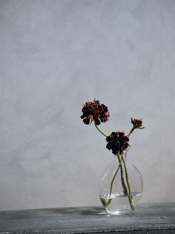 咲き続けるスカビオサ(バーガンディ)　マジカルウォーター　癒しのフラワーインテリア　アーティフィシャルフラワー 2枚目の画像