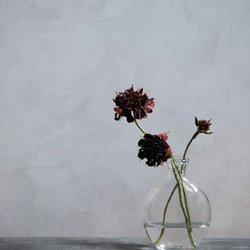 咲き続けるスカビオサ(バーガンディ)　マジカルウォーター　癒しのフラワーインテリア　アーティフィシャルフラワー 3枚目の画像