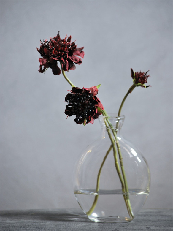咲き続けるスカビオサ(バーガンディ)　マジカルウォーター　癒しのフラワーインテリア　アーティフィシャルフラワー 5枚目の画像