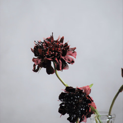 咲き続けるスカビオサ(バーガンディ)　マジカルウォーター　癒しのフラワーインテリア　アーティフィシャルフラワー 6枚目の画像