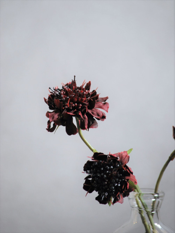 咲き続けるスカビオサ(バーガンディ)　マジカルウォーター　癒しのフラワーインテリア　アーティフィシャルフラワー 6枚目の画像