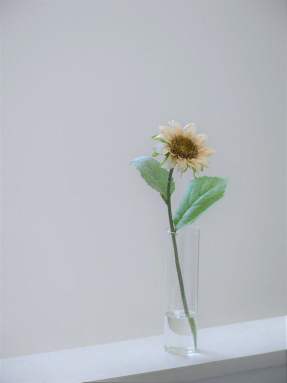 咲き続ける白いひまわり(向日葵)　癒しのフラワーインテリア 2枚目の画像