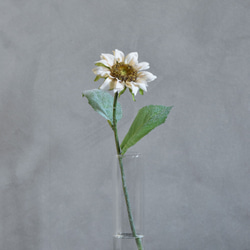 咲き続ける白いひまわり(向日葵)　癒しのフラワーインテリア 4枚目の画像