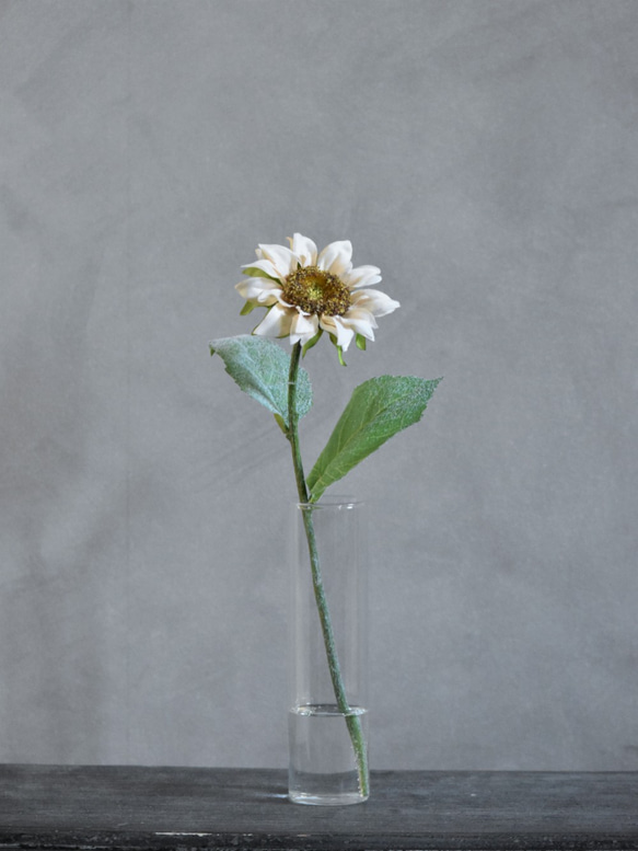 咲き続ける白いひまわり(向日葵)　癒しのフラワーインテリア 4枚目の画像