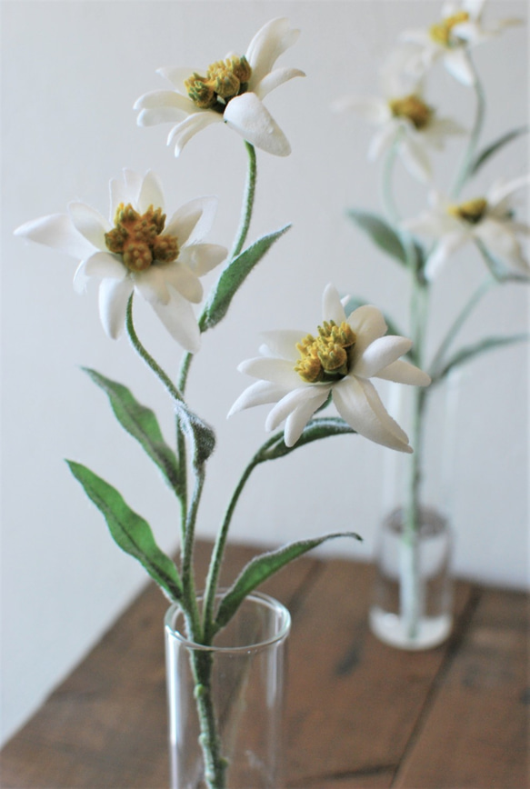 咲き続けるエーデルワイス　癒しのフラワーインテリア 4枚目の画像