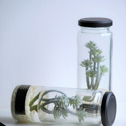 多肉植物の蓋付シリンダーガラス　癒しのグリーンインテリア 4枚目の画像