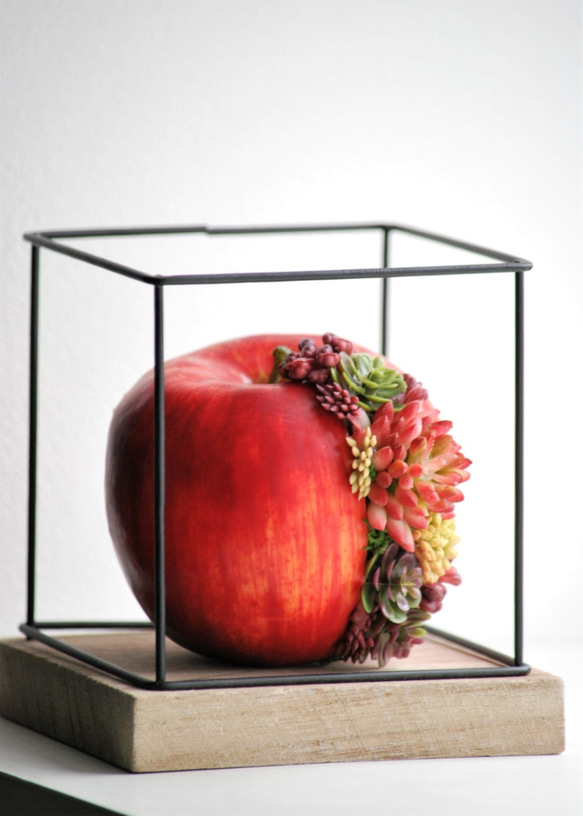 タニクアップル！？ 赤いリンゴと多肉植物　 3枚目の画像