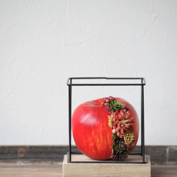 タニクアップル！？ 赤いリンゴと多肉植物　 4枚目の画像