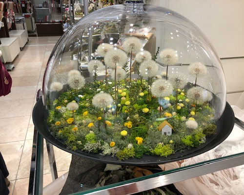 たんぽぽ綿毛 ドライフラワー ドーム箱庭4L ドライフラワー