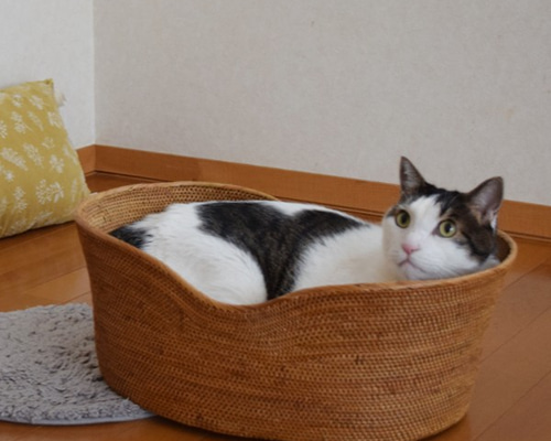 送料無料）ラスト1 秋SALE 再制作 伝統工芸 アタ細工 深め