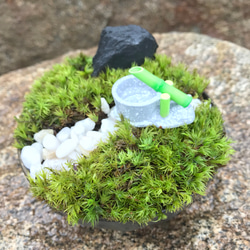 苔庭園ミニ 鹿威しバージョン 1枚目の画像