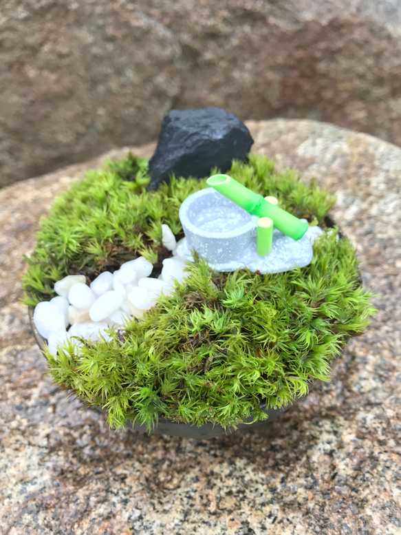 苔庭園ミニ 鹿威しバージョン 1枚目の画像