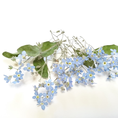 忘れな草のドライフラワー 20ヶ その他素材 karen＊可憐 通販