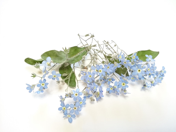 忘れな草のドライフラワー 20ヶ その他素材 karen＊可憐 通販 4131669
