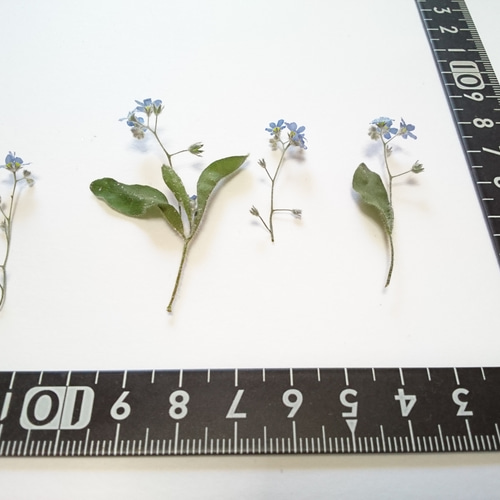 忘れな草のドライフラワー 20ヶ その他素材 karen＊可憐 通販