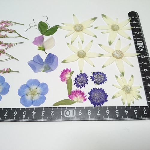 スイートピーと小花アソートの押し花 20ヶ その他素材 karen