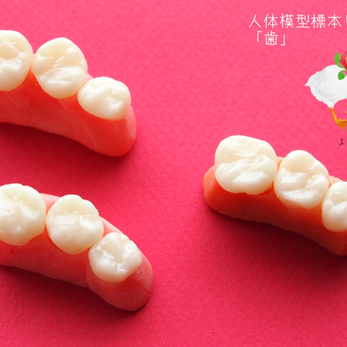 リアルな歯の人体模型標本キーホルダー 立体・オブジェ よだれ堂