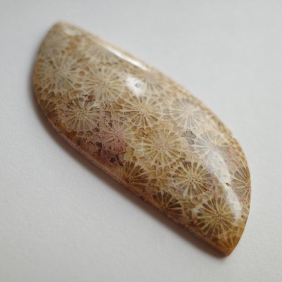 フォッシルコーラル ペンダント(swing) silver925