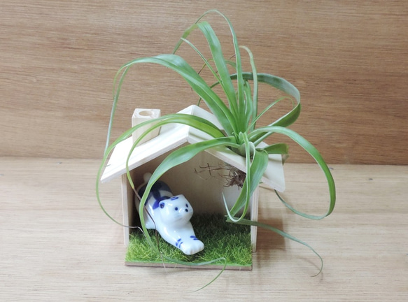 植物與貓之日常 ‧ 空氣鳳梨【單售小木屋】 第3張的照片