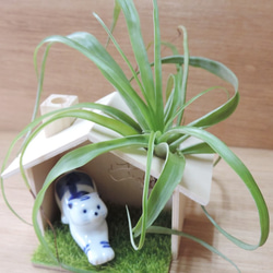 植物與貓之日常 ‧ 空氣鳳梨【單售小木屋】 第1張的照片