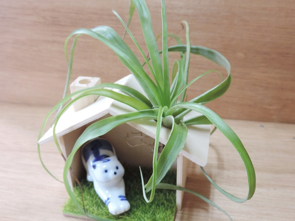 植物與貓之日常 ‧ 空氣鳳梨【單售小木屋】 第1張的照片