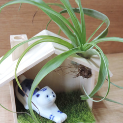 植物與貓之日常 ‧ 空氣鳳梨【單售小木屋】 第2張的照片
