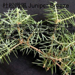 【Miss Jo工藝香氛蠟燭 】植物蠟粉紅色玫瑰花No.8 杜松微風Juniper Breeze ♦ 第7張的照片