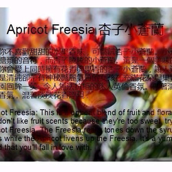 [ミス・ジョークラフト香りのキャンドルワックス]赤いサボテンの花Mageliteはアプリコットケーキタタ11号フリージアローズ 5枚目の画像