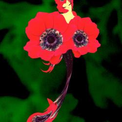 イラスト花の妖精contワールド赤い華 2枚目の画像
