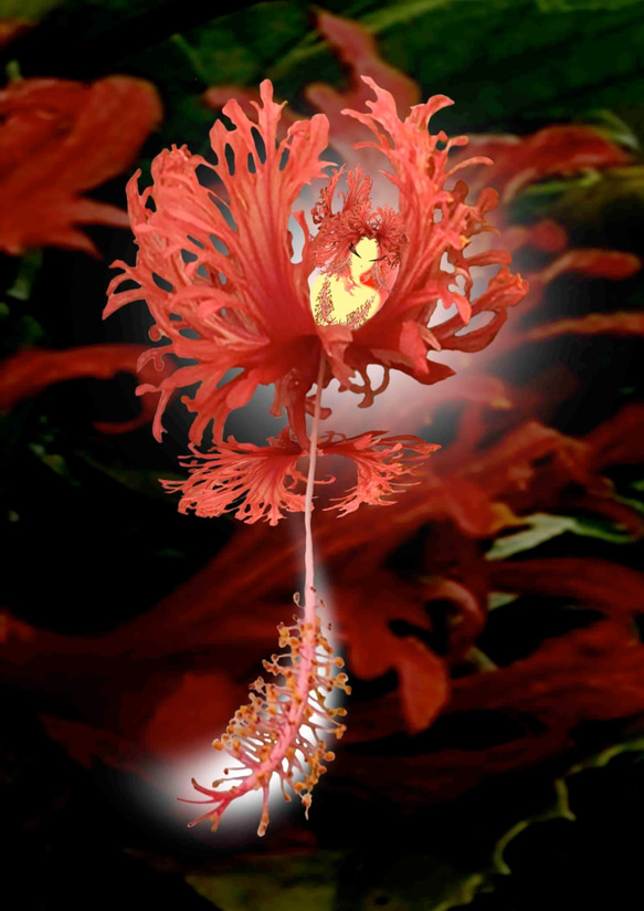 イラスト花の妖精contワールド赤い華 3枚目の画像