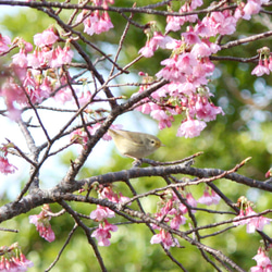 【KOYOMI】黄鶯睍睆(うぐいすなく)ピアス・七十二候 第二候/p1259 10枚目の画像