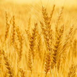 【KOYOMI】麦秋至(むぎのときいたる)ピアス・七十二候 第二十四候/p1299 10枚目の画像