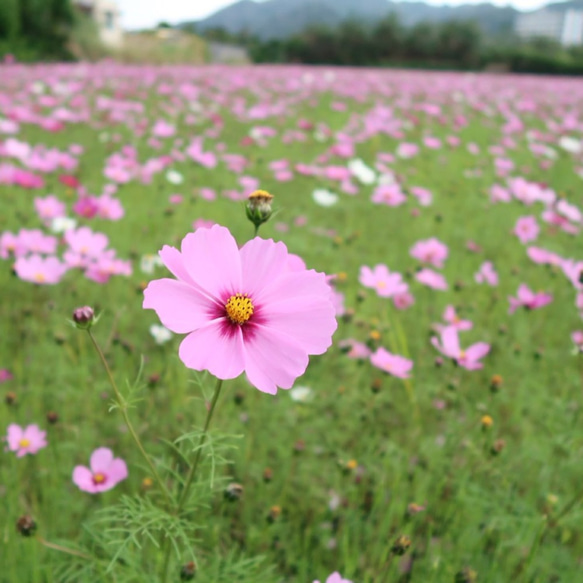 秋桜(コスモス)のラウンドフレームピアス/p1123 8枚目の画像