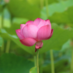 【花紋】蓮の花ピアス/p1336 9枚目の画像