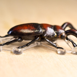 雄鹿甲蟲胸針“Oujiragi” 第2張的照片
