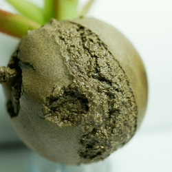 吸盤の肉質（手作り）の小さな鉢植えの植物 6枚目の画像