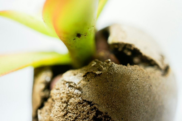 吸盤の肉質（手作り）の小さな鉢植えの植物 7枚目の画像