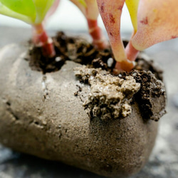 吸盤の肉質（手作り）の小さな鉢植えの植物 2枚目の画像