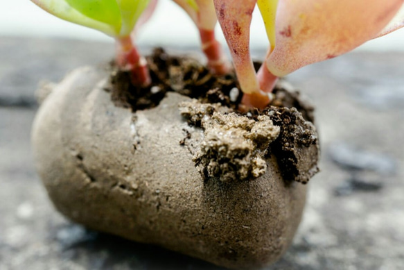 吸盤の肉質（手作り）の小さな鉢植えの植物 2枚目の画像