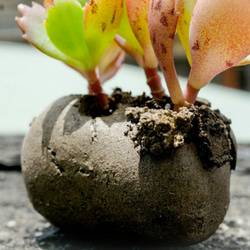 吸盤の肉質（手作り）の小さな鉢植えの植物 3枚目の画像