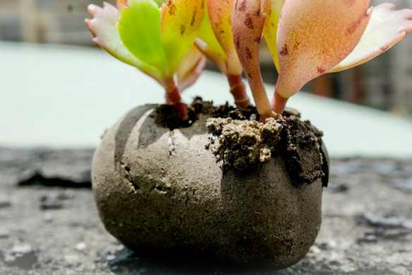 吸盤の肉質（手作り）の小さな鉢植えの植物 3枚目の画像